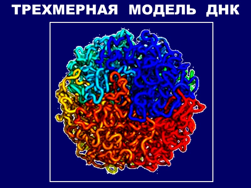 ТРЕХМЕРНАЯ  МОДЕЛЬ  ДНК